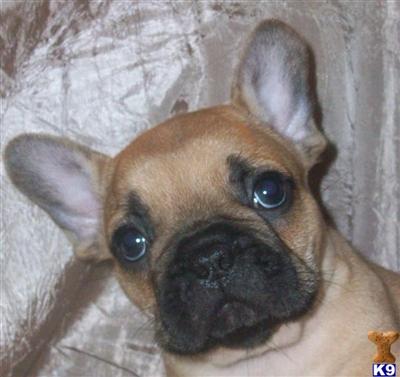 French Bulldog Puppies for Sale